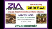 3 Rodent Pest Control | Bed Bugs Treatment | Cockroach pest service 